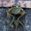 LazyFROG