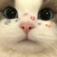 Makka
