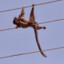 Macaco Morreu foi de Shock :(