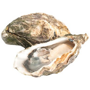 oyster
