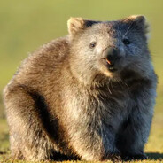 Wombat