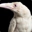 Albino Raven