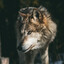 Fenrir