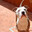 Sevi彡Amstaff