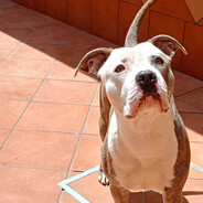 Sevi彡Amstaff