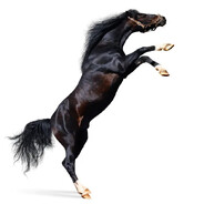 katomegumi（会马枪版）