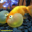 GOLD-FISH