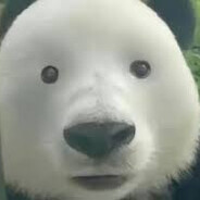 Dumbass panda