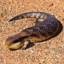 Skink