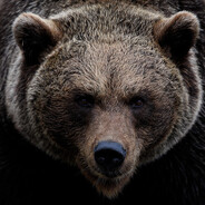 Русский медведь