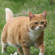 奇奇怪怪的大橘猫