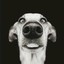 Howkie
