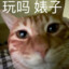 kooqeekat