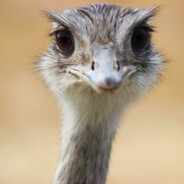 an ostrich - steam id 76561199189342459