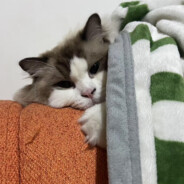 这种场面我还是在控制