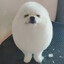 xiaobao