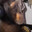 Monkey Playin' CS