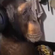 Monkey Playin' CS