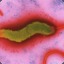 Campylobacter