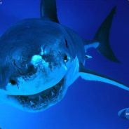 Shark