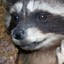 Raccoon