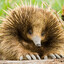 Ekidna🦔