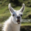 DistressedLlama