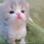 一只小猫