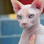 Bruno&#039;s miau