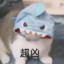 豪猪