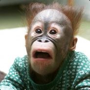 Big_Boy avatar