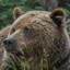 Bear.