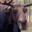 a moose in need of some mussy