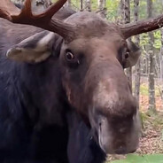 a moose in need of some mussy