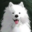 Samoyed