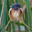 Least Bittern