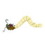 dragon maggot