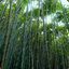 Bamboo