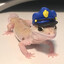 GECKO