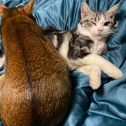 栗宝超级加贝丶