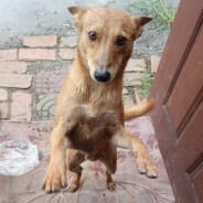 拉思科里涅科夫