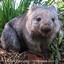 giant_wombat