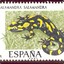 salamandra