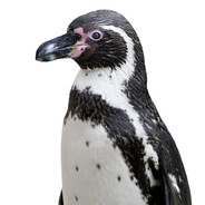 Penguin avatar