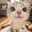 Cat in the Hat