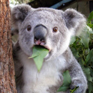 KaroTheKoala