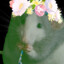 A Rat With A Hat