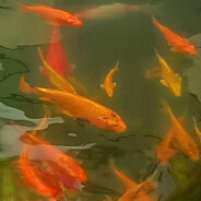 一只快乐的野指针