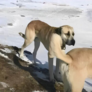 дикая киска