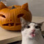 小猫偷南瓜肘击老太